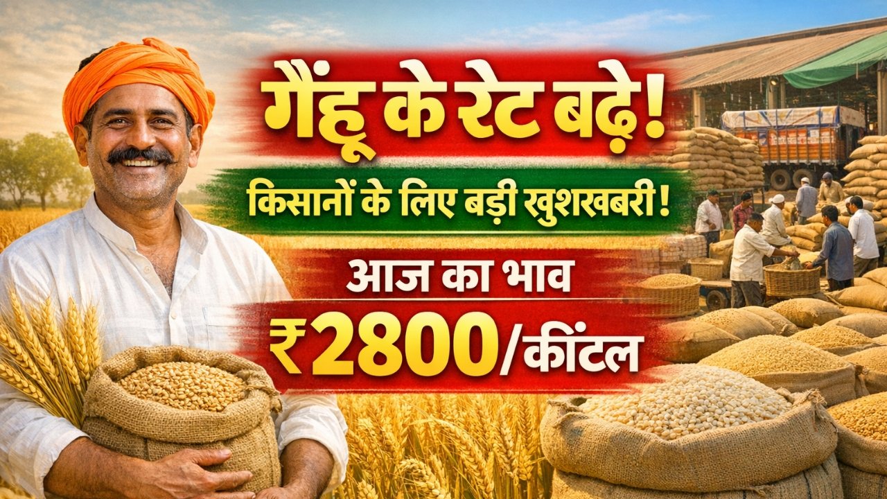 Bajar Me Aaj Genhu Ka Bhav 2026